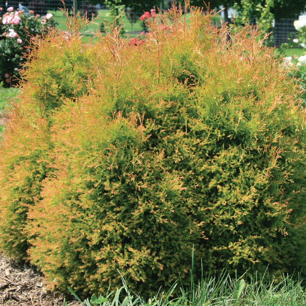 Fire Chief™ Arborvitae 1 Fire Chief™ Arborvitae