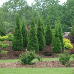 North Pole® Arborvitae -Great Garden Plants Sales Store ThujaNorthPoleIMG 9727 800x800 614acb6