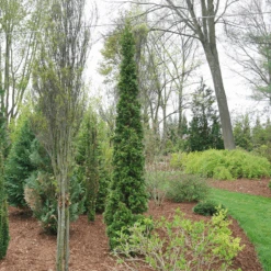 Sting™ Arborvitae -Great Garden Plants Sales Store ThujaStingDSC08025 800x800 53ffe22