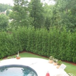 Full Speed A Hedge® 'American Pillar' Arborvitae -Great Garden Plants Sales Store Thuja American Pillar 3 sw