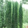 Full Speed A Hedge® 'Thin Man' Arborvitae