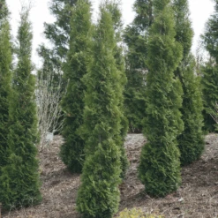 Full Speed A Hedge® 'Thin Man' Arborvitae -Great Garden Plants Sales Store ThujaoccidentalisThinManIMG 1635 800x800 fdbdd36