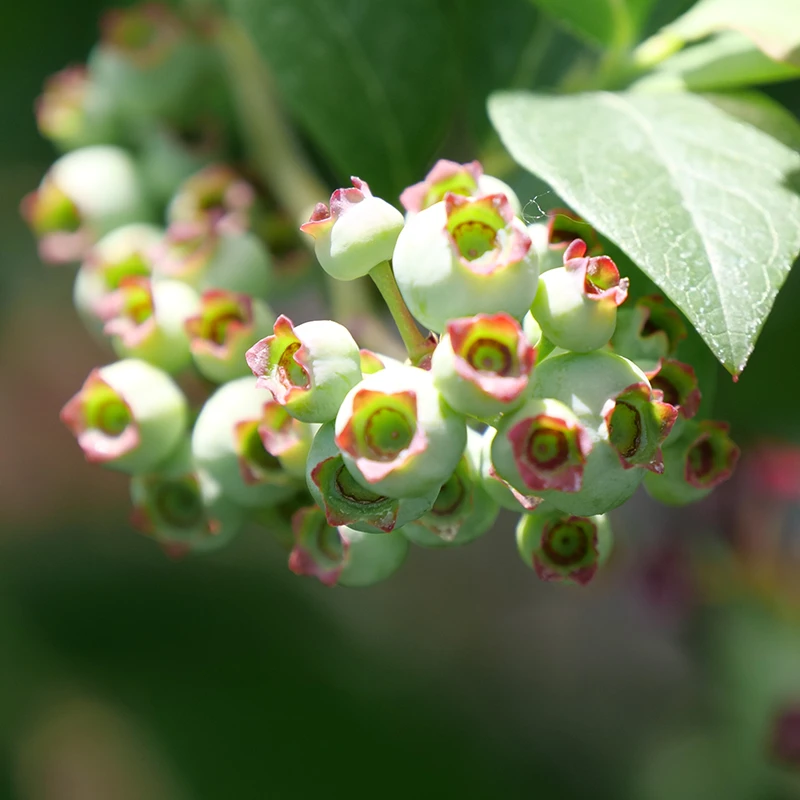 'Elliott' Blueberry 2 'Elliott' Blueberry - Image 2