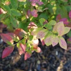 Sky Dew™ Gold Vaccinium -Great Garden Plants Sales Store VacciniumSkyDewGoldP1106254 800x800 75523be