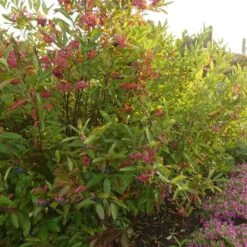 Brandywine™ Witherod Viburnum -Great Garden Plants Sales Store Viburnum Brandywine 2 P sw