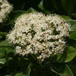 Brandywine™ Witherod Viburnum -Great Garden Plants Sales Store Viburnum Brandywine 4 P sw