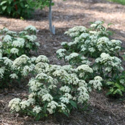Lil Ditty® Dwarf Viburnum -Great Garden Plants Sales Store Viburnum Lil Ditty 3 P