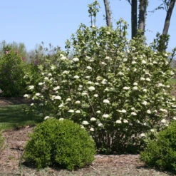 Red Balloon® Lantanaphyllum Viburnum -Great Garden Plants Sales Store Viburnum Red Balloon 2