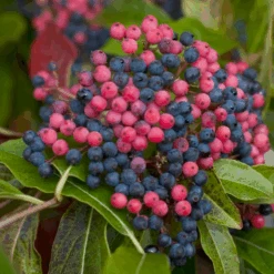 Brandywine™ Witherod Viburnum -Great Garden Plants Sales Store ViburnumBrandywineIMG 0212 800x800 ff3c145