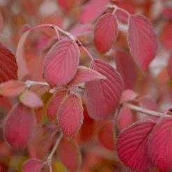 Steady Eddy™ Doublefile Viburnum -Great Garden Plants Sales Store ViburnumSteadyEddyP1200090 800x800 35f2d0e