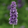 'Vintro Blue’ English Lavender