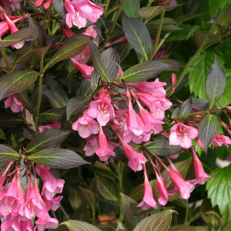 Very Fine Wine™ Weigela 1 Very Fine Wine™ Weigela