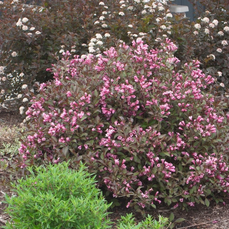 Very Fine Wine™ Weigela 2 Very Fine Wine™ Weigela - Image 2