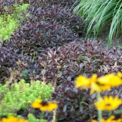 Midnight Wine Shine™ Weigela -Great Garden Plants Sales Store Weigela Midnight Wine 3 P