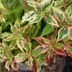 My Monet® 'Sunset' Weigela -Great Garden Plants Sales Store Weigela My Monet Sunset 3