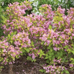 Great Garden Plants Sales Store -Great Garden Plants Sales Store Weigela Snippet Lime 1 P