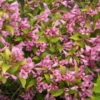 Snippet Lime® Weigela