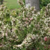 Sonic Bloom® Pearl Weigela