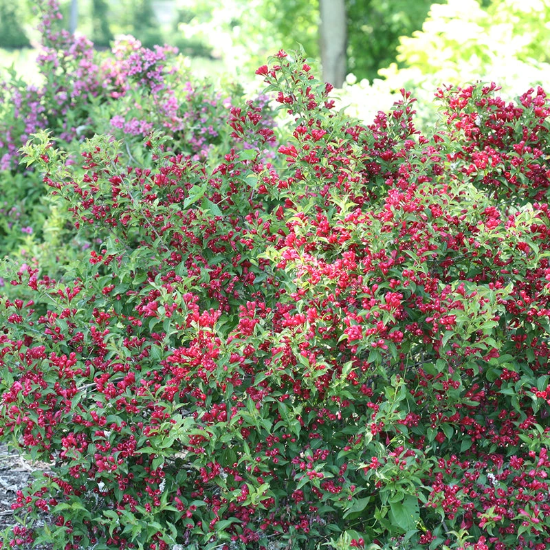 Sonic Bloom® Red Weigela 1 Sonic Bloom® Red Weigela