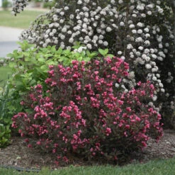 Wine & Roses Weigela -Great Garden Plants Sales Store Weigela Wine Roses 1