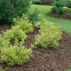 Bubbly Wine™ Weigela -Great Garden Plants Sales Store WeigelaBubblyWineDSC04588 800x800 fef1585