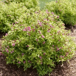 Bubbly Wine™ Weigela -Great Garden Plants Sales Store WeigelaBubblyWineP1184122 1080x1080 de52f29