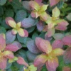 Midnight Sun™ Weigela