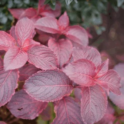 Midnight Sun™ Weigela -Great Garden Plants Sales Store WeigelaMidnightSunP1117997 1080x1080 d3163c7