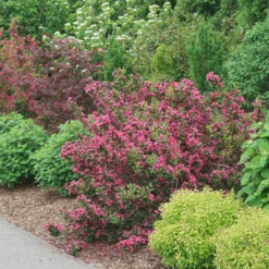 Sonic Bloom Punch™ Weigela -Great Garden Plants Sales Store WeigelaSonicBloomPunchDSC06419 800x800 6296f1c