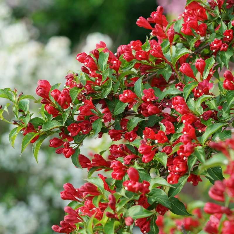 Sonic Bloom® Red Weigela 3 Sonic Bloom® Red Weigela - Image 3