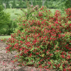 Sonic Bloom® Red Weigela 8 Sonic Bloom® Red Weigela -Great Garden Plants Sales Store WeigelaSonicBloomRedIMG 9370 800x800 5a01884