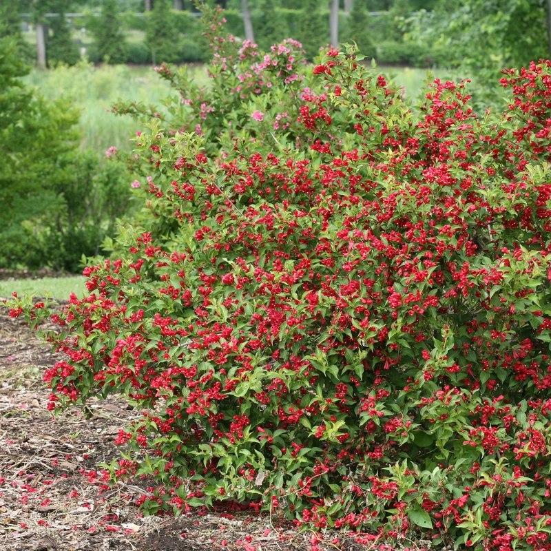 Sonic Bloom® Red Weigela 4 Sonic Bloom® Red Weigela - Image 4