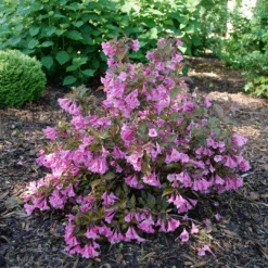 Sonic Bloom Wine™ Weigela -Great Garden Plants Sales Store WeigelaSonicBloomWineP1194940 1080x1080 4e2be0d