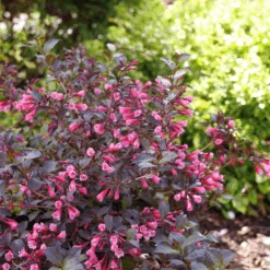 Very Fine Wine™ Weigela 10 Very Fine Wine™ Weigela -Great Garden Plants Sales Store WeigelaVeryFineWineP1162632 800x800 7a32969