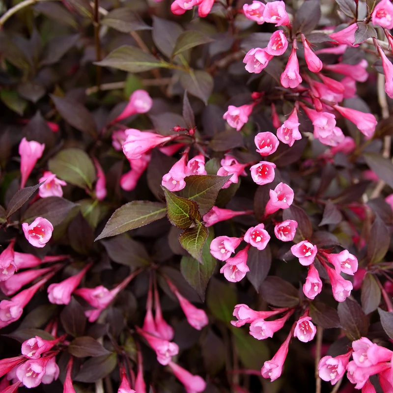 Very Fine Wine™ Weigela 3 Very Fine Wine™ Weigela - Image 3