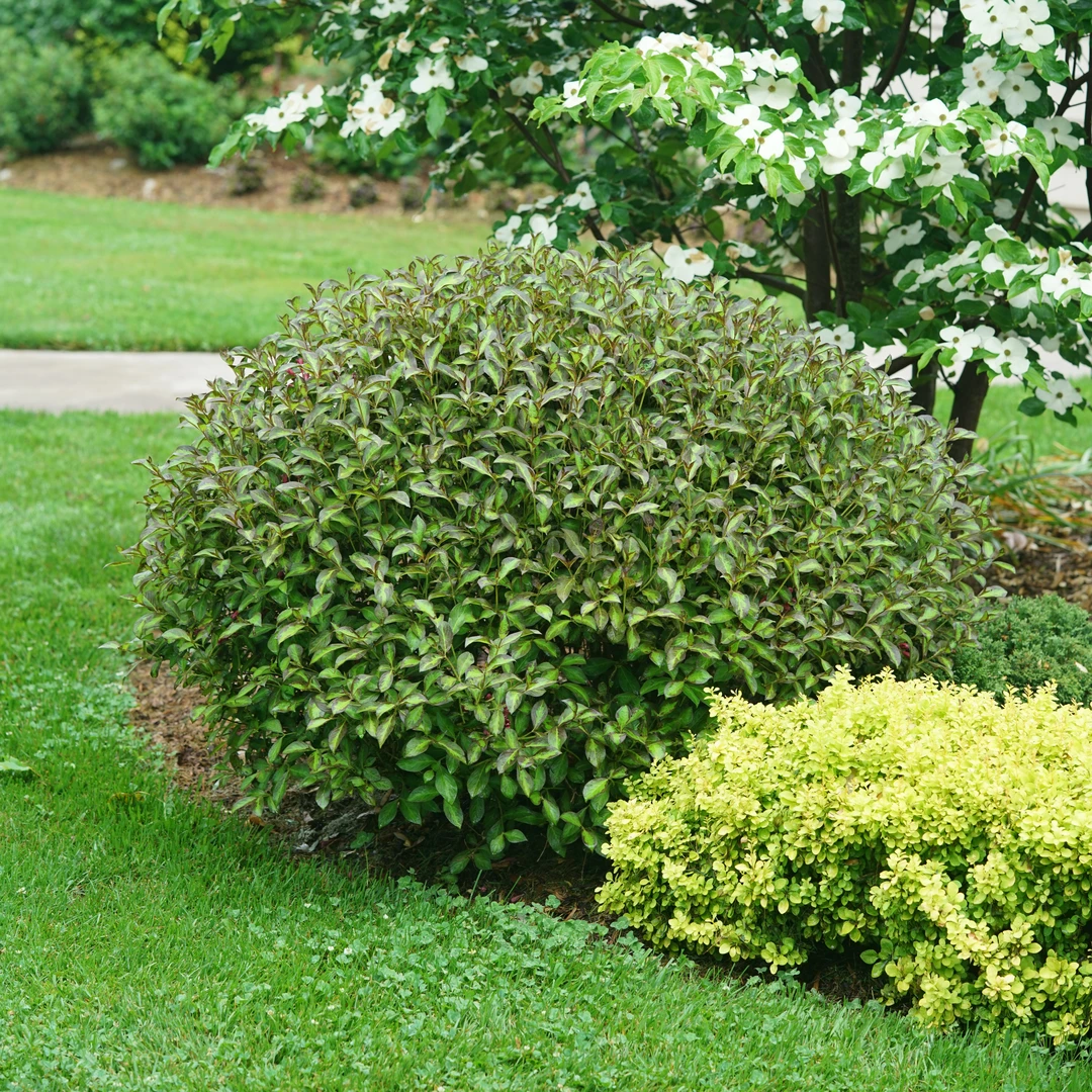 Vinho Verde® Weigela 2 Vinho Verde® Weigela - Image 2