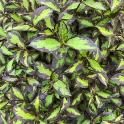 Vinho Verde® Weigela 8 Vinho Verde® Weigela -Great Garden Plants Sales Store WeigelaVinhoVerdeIMG 1202 1080x1080 123ad77