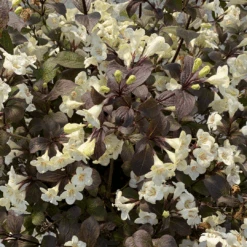 Wine & Spirits™ Weigela -Great Garden Plants Sales Store WeigelaWineSpiritsIMG 7142 1080x1080 8ecb085