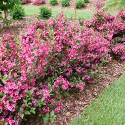 Sonic Bloom Punch™ Weigela -Great Garden Plants Sales Store Weigela Sonic Bloom Punch P1214256