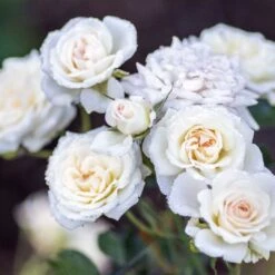 White Drift® Rose -Great Garden Plants Sales Store WhiteDrift Rose 3