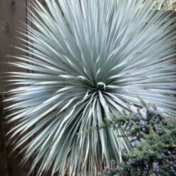 'Sapphire Skies' Yucca -Great Garden Plants Sales Store Yucca Sapphire Skies 3