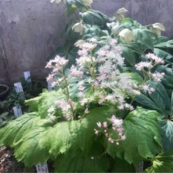 'Fusion Of Fire' Oredenia -Great Garden Plants Sales Store a0858c505a9904c914ec19cce55fd700