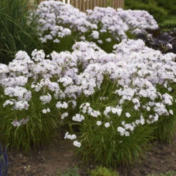 'Opening Act Pink-A-Dot' Hybrid Phlox -Great Garden Plants Sales Store a90d2caaa7944a98a89169dc45a5e969