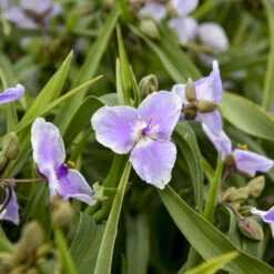 'Webmaster' Spiderwort