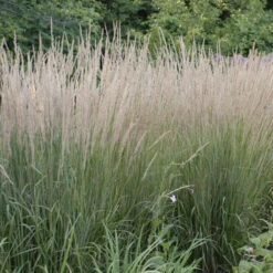 'Karl Foerster' Feather Reed Grass -Great Garden Plants Sales Store ab49f9ad0a0821b841814629f0f7bb0a