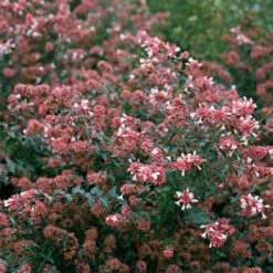 Ruby Anniversary® Abelia -Great Garden Plants Sales Store abelia ruby anniversary 4 P