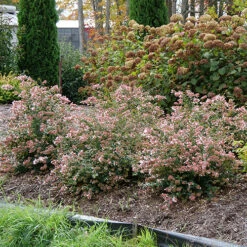Ruby Anniversary® Abelia -Great Garden Plants Sales Store abelia ruby anniversary 5 P