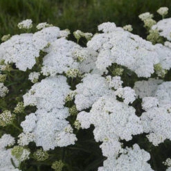 'Firefly Diamond' Yarrow -Great Garden Plants Sales Store achillea firefly diamond yarrow 2 sw