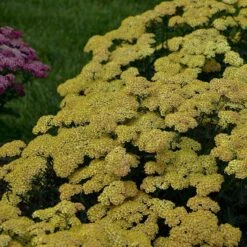 'Firefly Peach Sky' Yarrow -Great Garden Plants Sales Store achillea firefly peach sky yarrow 4 sw