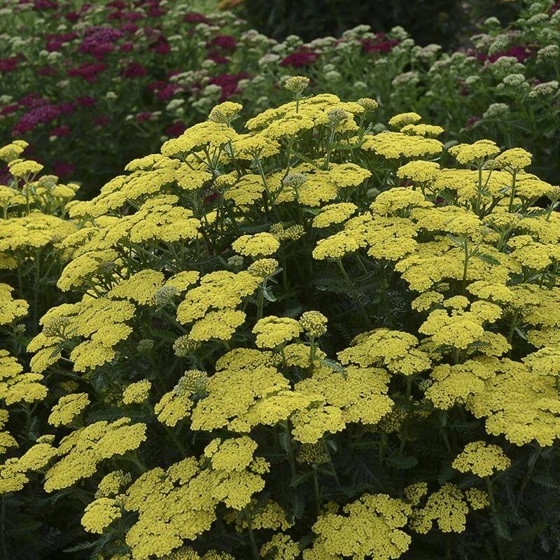 'Firefly Sunshine' Yarrow 3 'Firefly Sunshine' Yarrow - Image 3